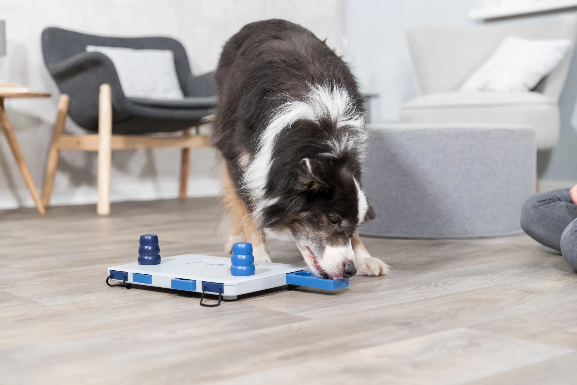 Trixie Jeu De Stratégie Pour Chien Move2win 34 X 23 Cm 10 Trixie Jeu De Stratégie Pour Chien Move2win 34 X 23 Cm – Image 8