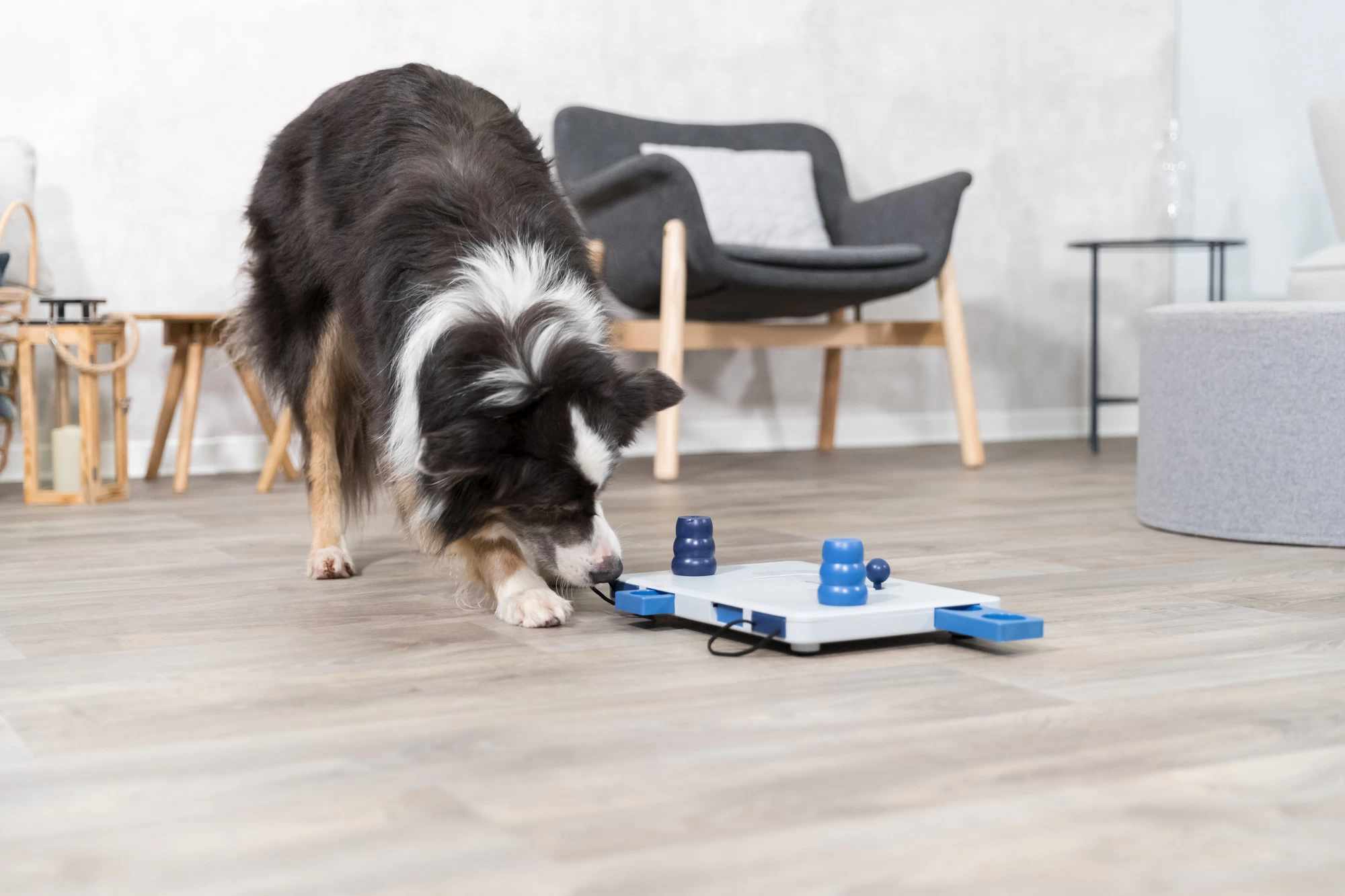 Trixie Jeu De Stratégie Pour Chien Move2win 34 X 23 Cm 9 Trixie Jeu De Stratégie Pour Chien Move2win 34 X 23 Cm – Image 7