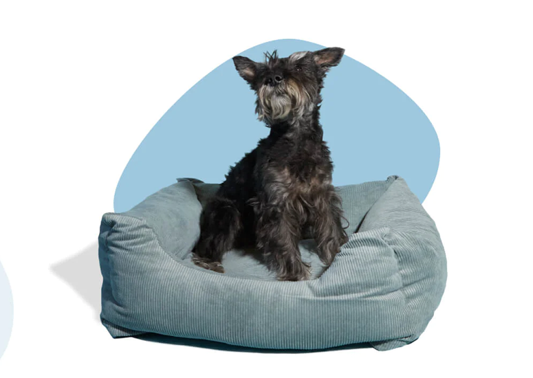 Fournitures Pour Animaux Magasin -Fournitures Pour Animaux Magasin 4Q0I6HWPH0V2W31@C