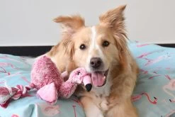 Flamingo Jouet Chien Peluche Andes Flamant Rose 36cm 9 Flamingo Jouet Chien Peluche Andes Flamant Rose 36cm -Fournitures Pour Animaux Magasin 6aee37b1fcf593cb91672437a685dd8734f32d637e0b15053fdf3f74d92c2235