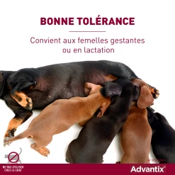 Advantix Chien Moyen 10-25Kg -Fournitures Pour Animaux Magasin advantix bonne tol rance