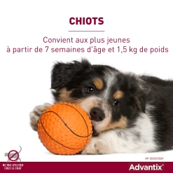Advantix Très Petit Chien 2-4Kg -Fournitures Pour Animaux Magasin advantix convient aux chiots