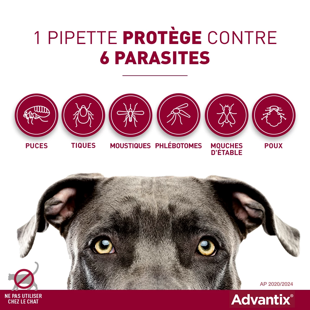 Advantix Petit Chien 4-10Kg 8 Advantix Petit Chien 4-10Kg – Image 6