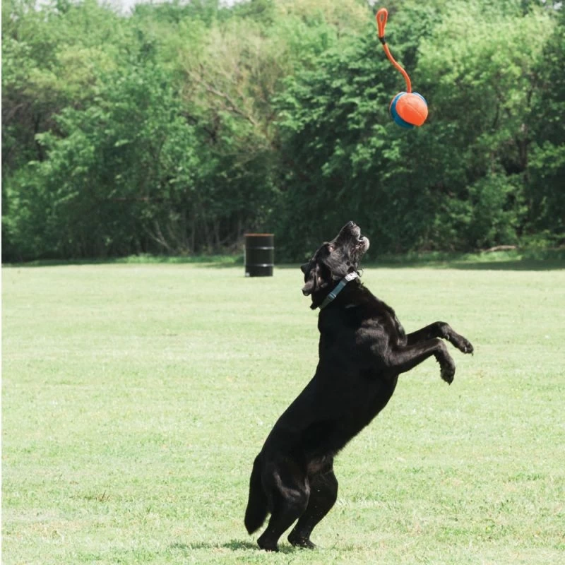 Ballon 3 En 1 Rope Fetch 5 Ballon 3 En 1 Rope Fetch – Image 3